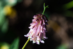 Trifolium productum
