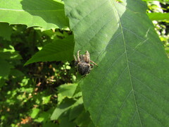 Araneus angulatus