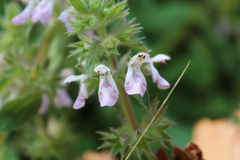 Stachys harkerae
