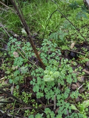 Thalictrum fendleri