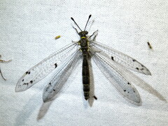 Bandidus canifrons