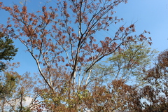 Albizia occidentalis