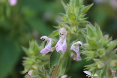 Stachys harkerae