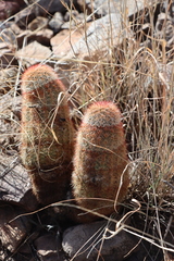 Echinocereus