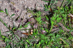 Xanthosia dissecta
