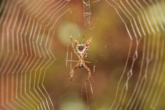 Micrathena