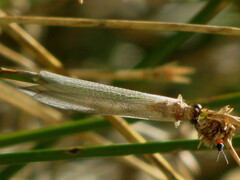 Distoleon bistrigatus