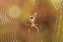 Micrathena