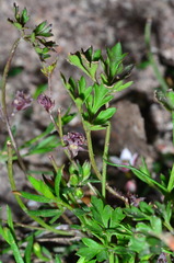 Xanthosia dissecta