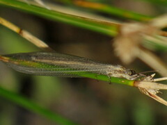 Distoleon bistrigatus