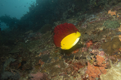 Apolemichthys trimaculatus