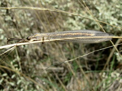 Distoleon bistrigatus