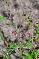 Xanthosia dissecta
