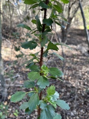 Ribes speciosum