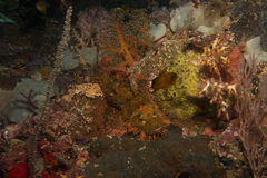 Scorpaenidae