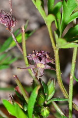 Xanthosia dissecta