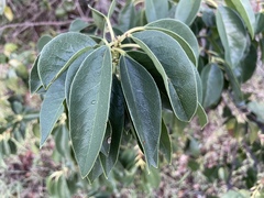 Prunus ilicifolia lyonii
