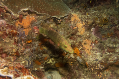 Oxycheilinus digramma