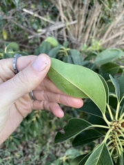 Prunus ilicifolia lyonii