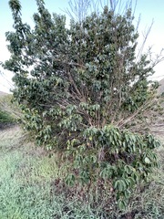 Prunus ilicifolia lyonii