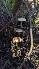 Leucoinocybe lenta