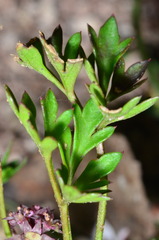 Xanthosia dissecta