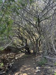 Schinus terebinthifolia