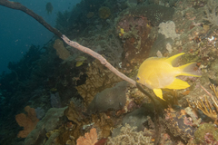 Amblyglyphidodon aureus