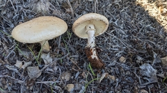 Saproamanita