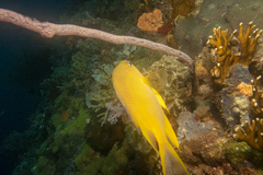 Amblyglyphidodon aureus