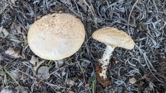 Saproamanita