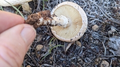 Saproamanita