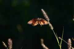 Danaus eresimus montezuma