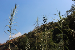 Arundo