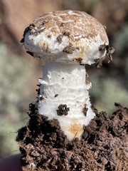 Saproamanita