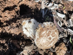 Saproamanita