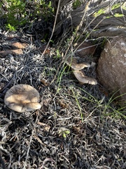 Leucoinocybe lenta
