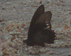 Battus polydamas polydamas