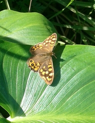 Pararge aegeria aegeria