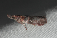 Calguia defiguralis