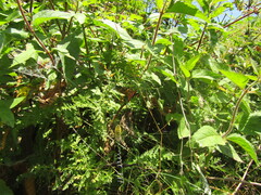 Argiope bruennichi
