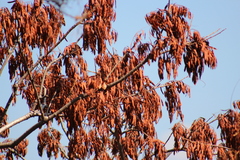 Albizia occidentalis