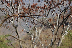 Albizia occidentalis