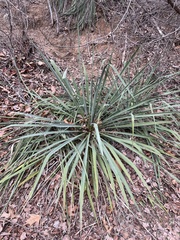 Yucca arkansana