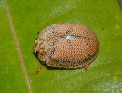 Paropsis omphale