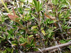 Coprosma cheesemanii