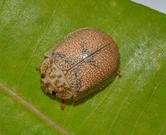 Paropsis omphale