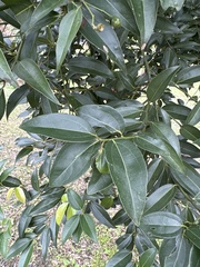 Cinnamomum burmanni