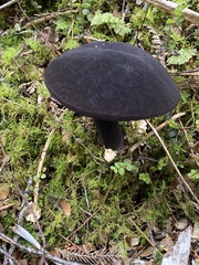Tylopilus formosus