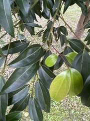Cinnamomum burmanni